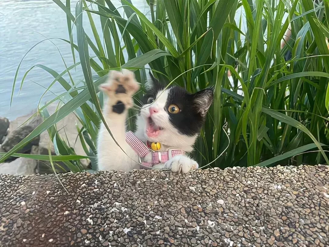 小圈秘籍成为天下第一男主/女主