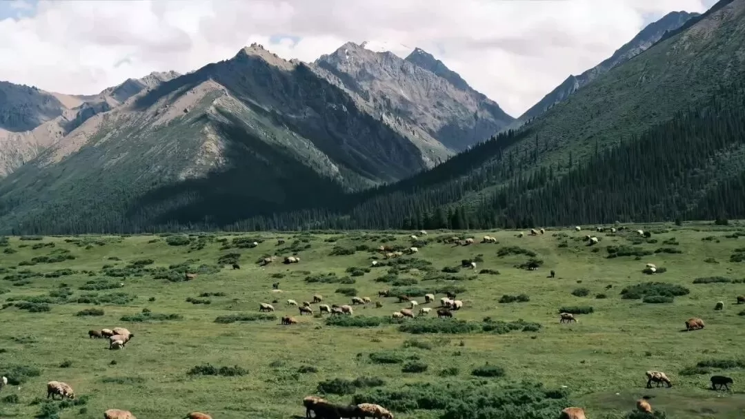 那个为了男友主动差点自杀的女生