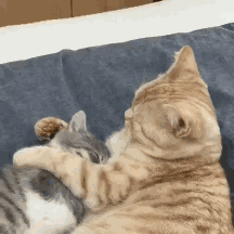 字母圈科普钟情打屁屁的“小圈”文化